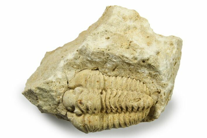 Calymene Celebra Trilobite - Illinois #270066